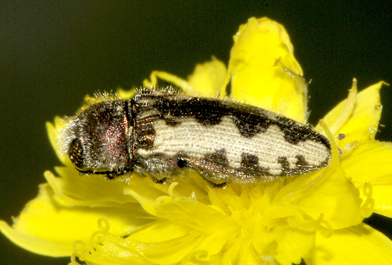 Buprestidae: Acmaeodera pilosellae